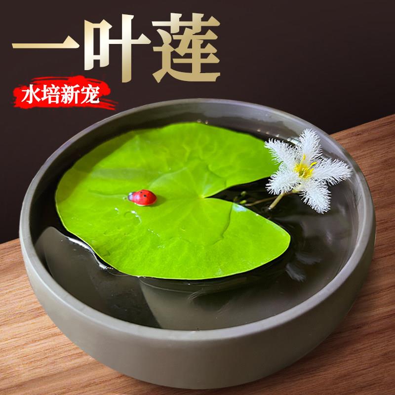 一叶莲水草植物鱼缸造景和鱼共养冒泡阴性净化水质水族箱睡莲浮萍