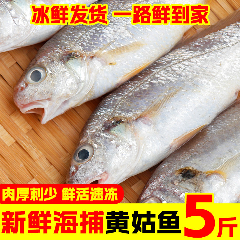 黄姑鱼新鲜冷冻大号黄姑子鲜活小黄姑鱼春子鱼海鲜水产商用顺丰