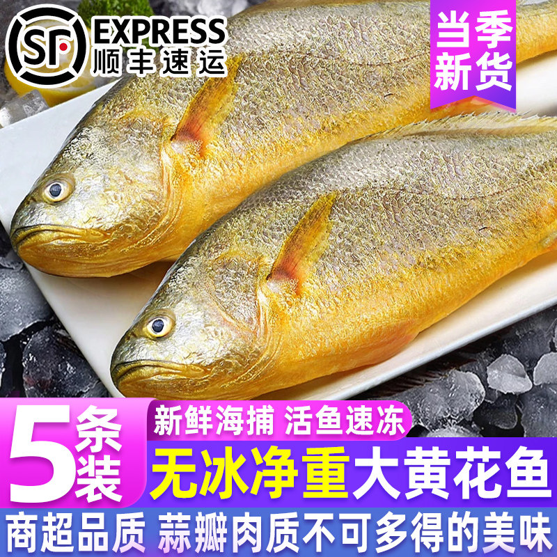 新鲜大黄花鱼海捕黄鱼鲜活速冻