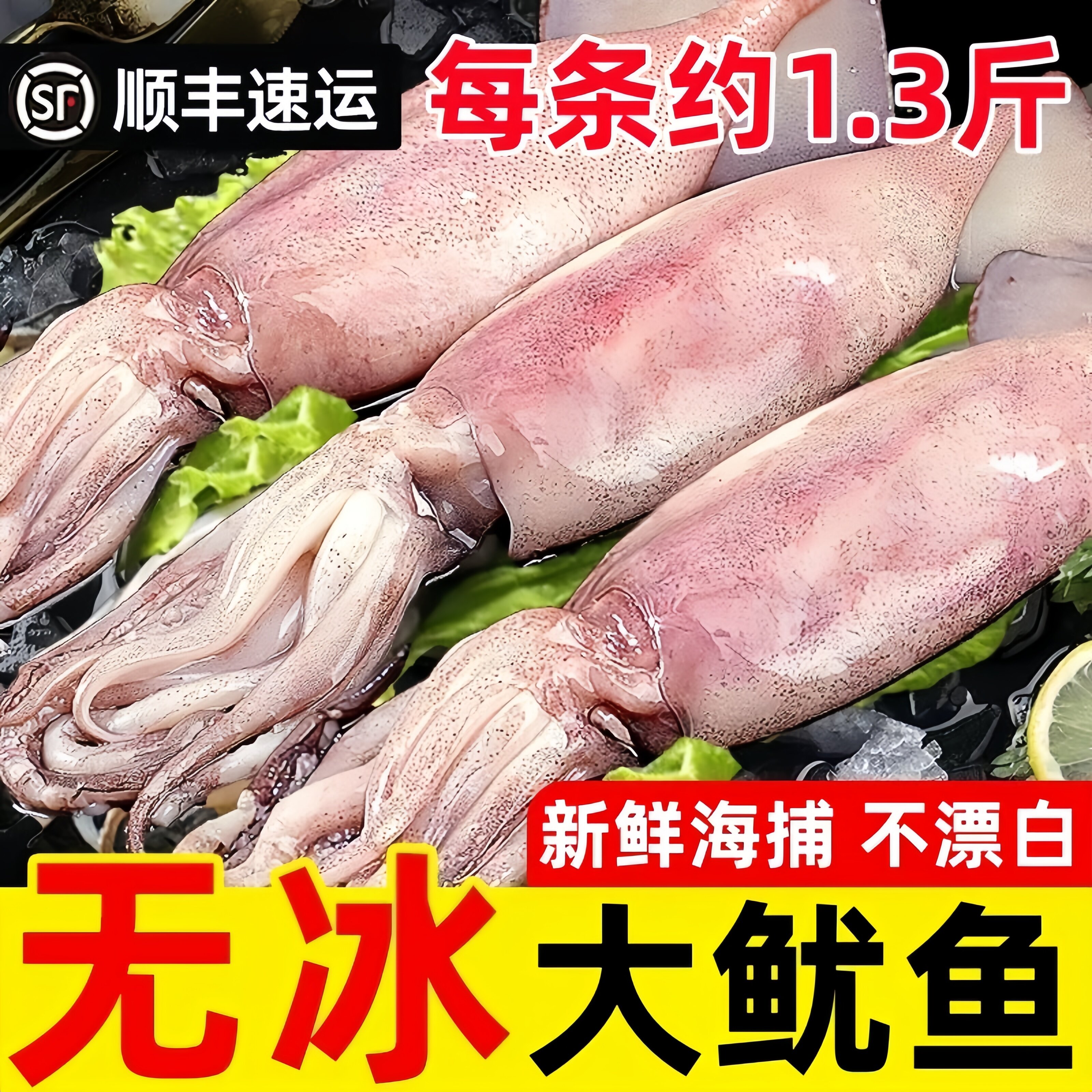 山东青岛野生冷冻整只大鱿鱼
