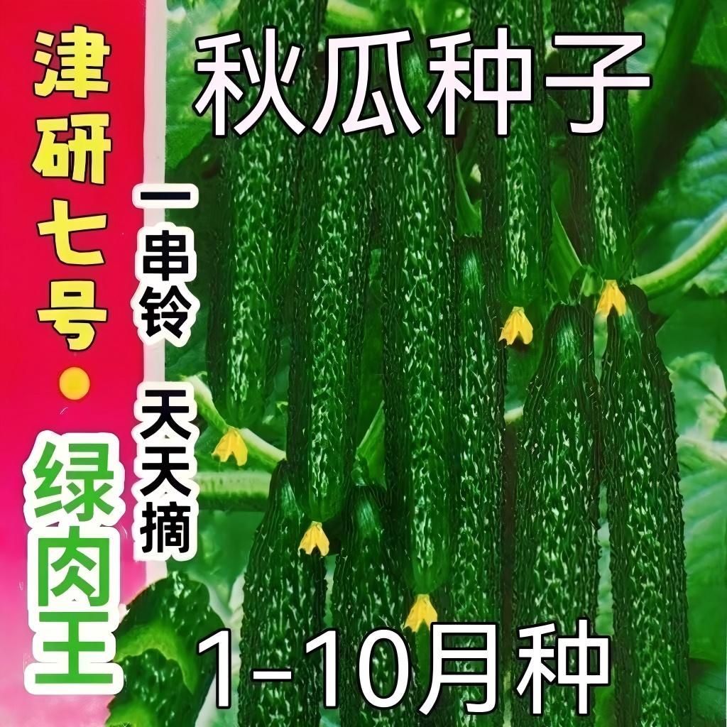 高产老品种心黄瓜种子种籽苗水果绿秋蔬菜老旱孑子菜种籽种大全