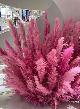 粉色芦庆苇干花网红景内观花束婚商场橱装饰红色芦苇花VXJ室窗外