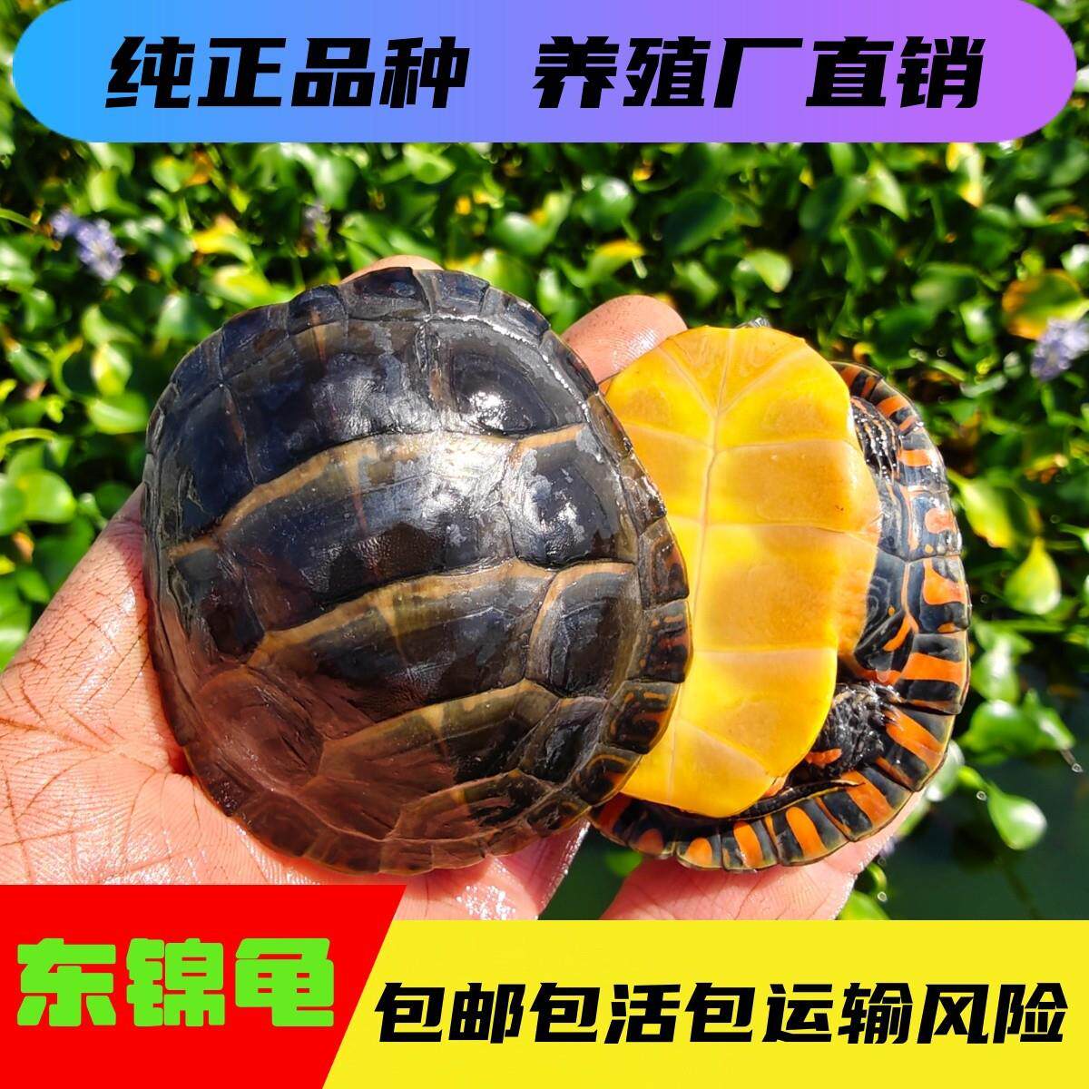 外塘冷水东部锦龟东锦龟小乌龟深水观赏深水龟杂锦龟养殖场