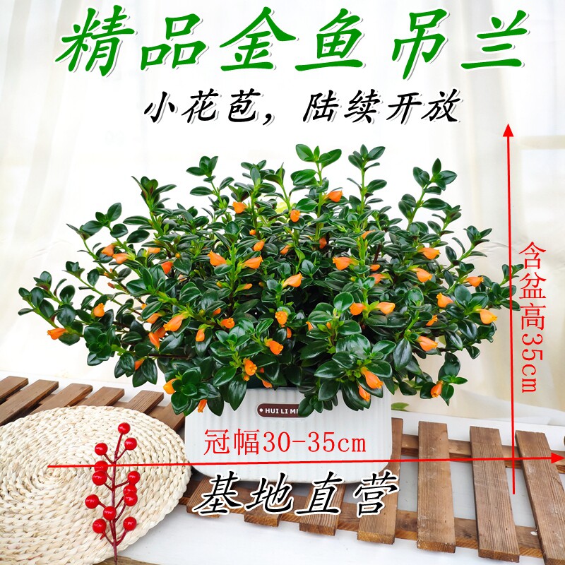 春季热卖金鱼吊兰雅雯盆多花苞盆栽花期长室内外好养植物