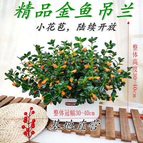 春季热卖金鱼吊兰雅雯盆多花苞盆栽花期长室内外好养植物