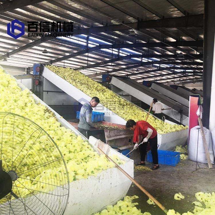 中药材烘干机连续式枸杞金银花烘干设备中草药干燥机