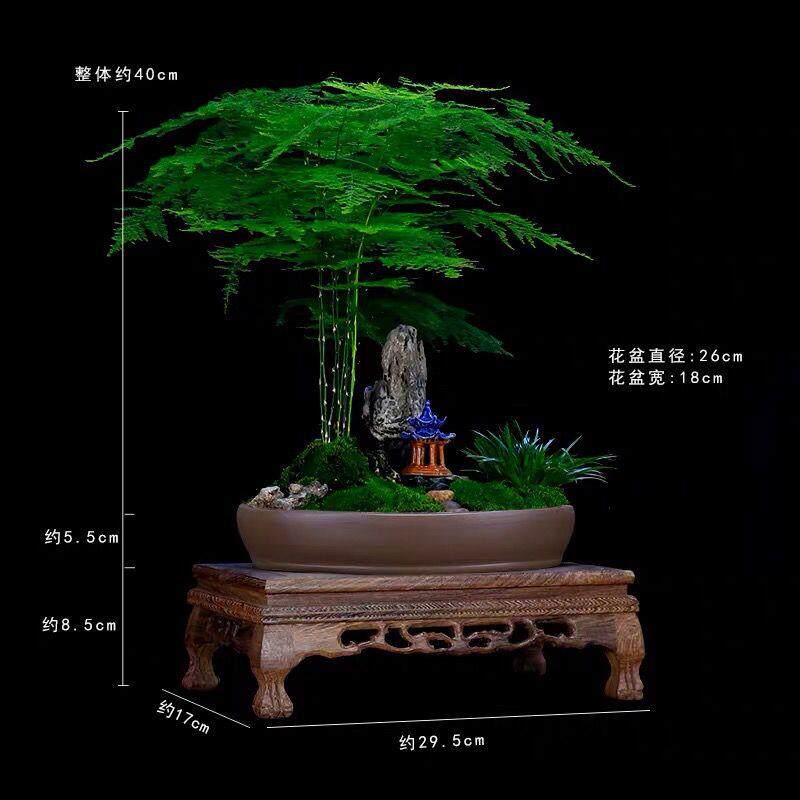 精品文竹盆栽室内花卉山