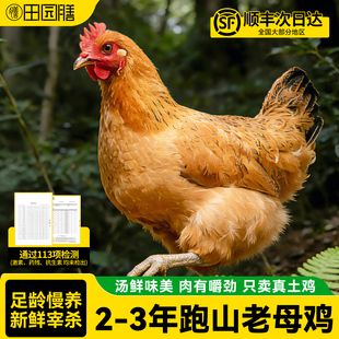 田园膳土鸡农家散养走地鸡新鲜现杀正宗黄油老母鸡跑山溜达鸡整只