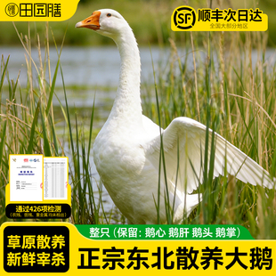 田园膳东北大鹅整只新鲜铁锅炖大鹅农家散养大白鹅农村笨老鹅鹅肉
