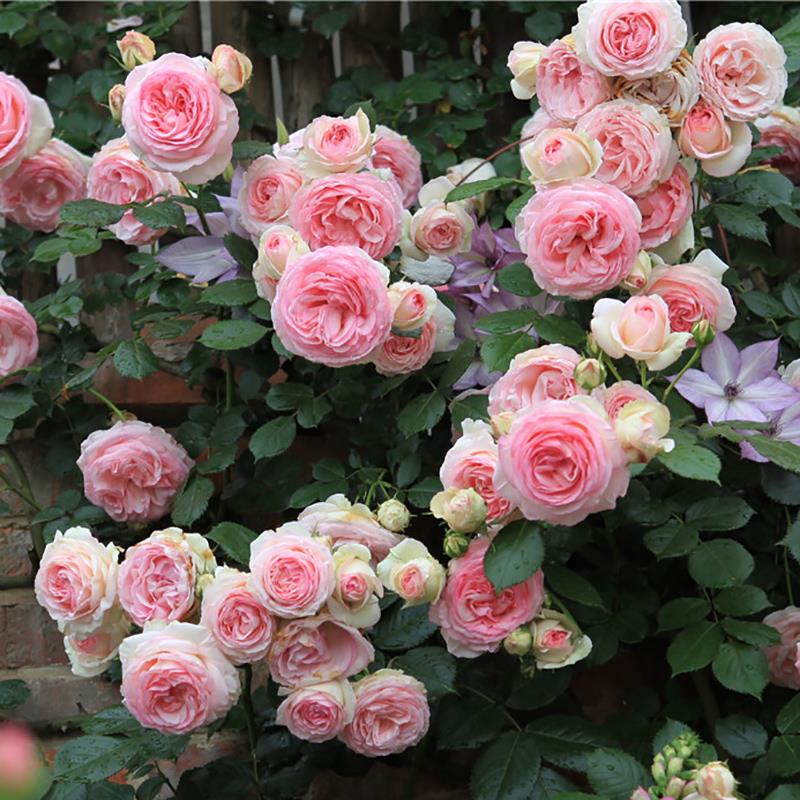 惠惠的花园爬藤月季花苗龙沙宝石/粉龙中苗拱门阳台庭院盆栽玫瑰