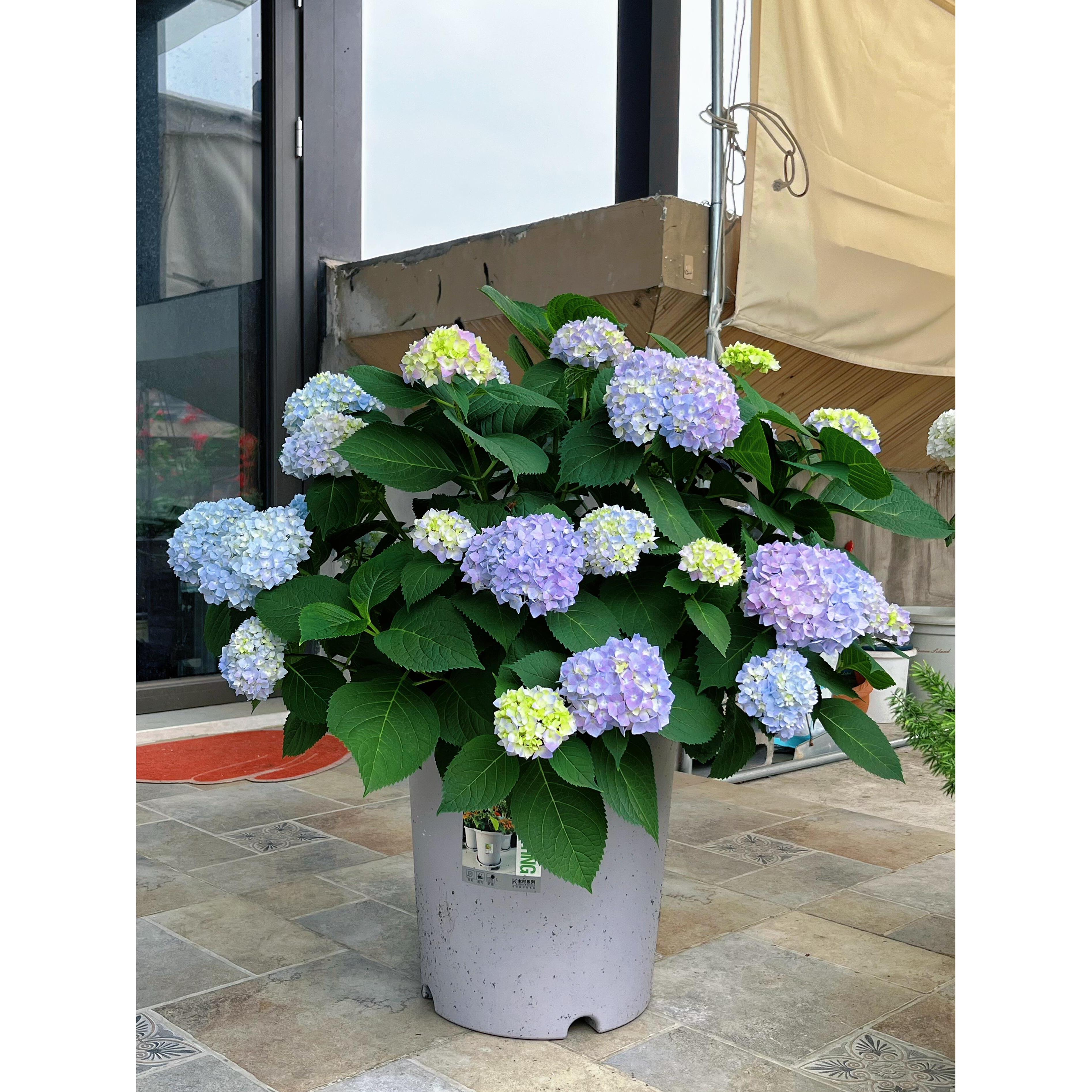 绣球花苗大花无尽夏四季开花绣球盆栽带花庭院好养花卉植物室内花