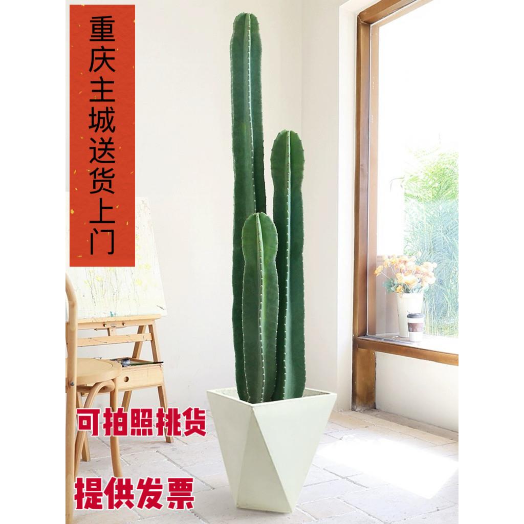量天尺仙人掌仙人柱多肉植物网红北欧风中大型客厅办室内落地盆栽