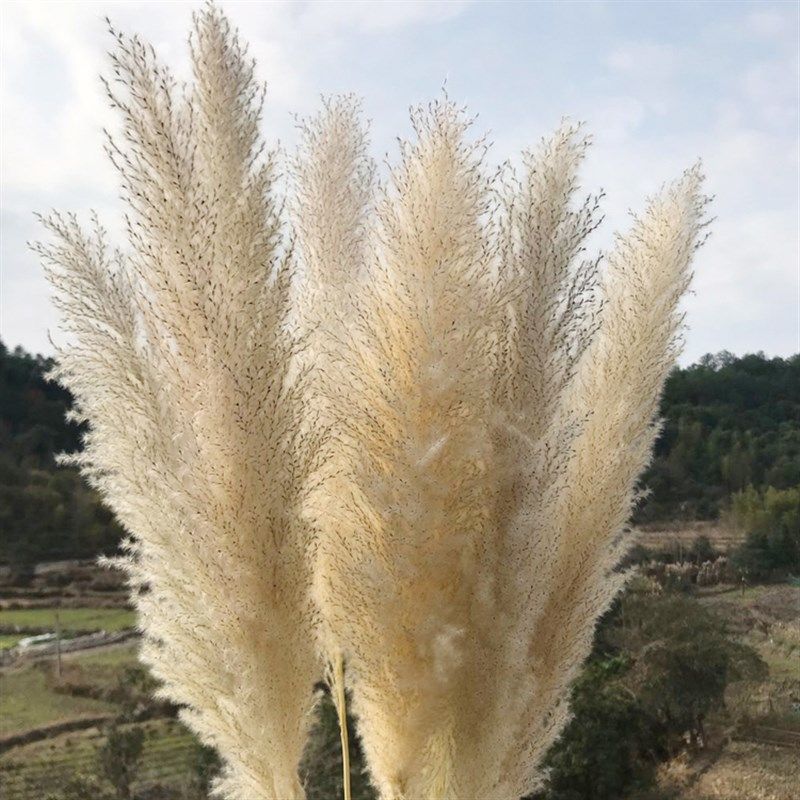 芦苇干花大穗天然10支大芦苇网红蒲苇婚庆干花落地装饰拍摄道具