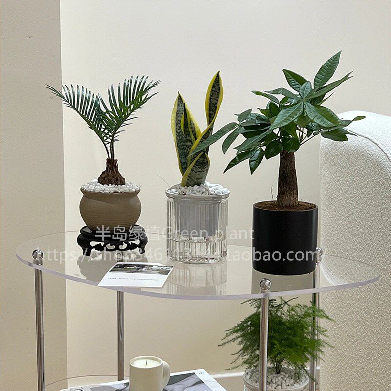 发财树室内盆栽客厅文竹绿植办公室桌面花卉虎皮兰好养招财植物