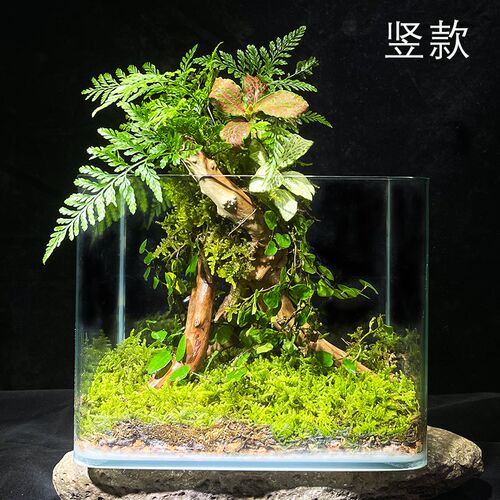 定制款生命之树懒人苔藓雨林缸办公室宿舍桌面微景观生态瓶真植物