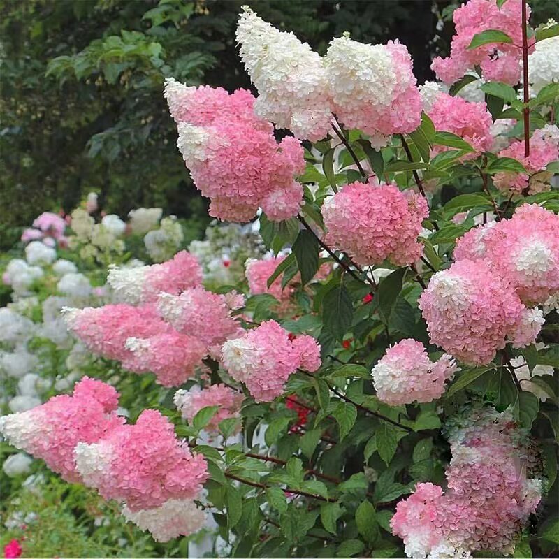 圆锥绣球香草草莓花苗带花苞四季花卉阳台庭院木绣球石灰灯绣球花