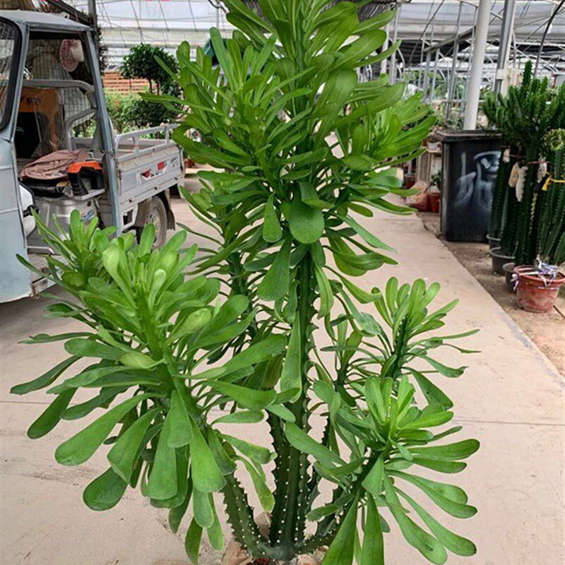 霸王鞭植物 龙骨 仙人柱 仙人柱 金刚杵 量天尺 刺金刚盆栽老桩