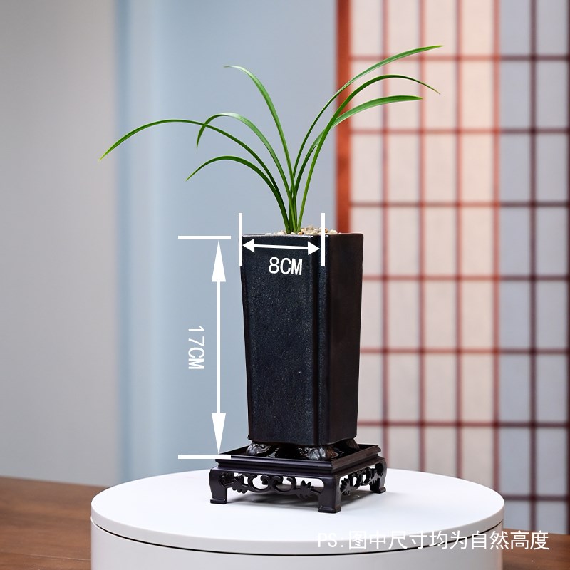 春兰宋梅名贵兰花苗盆栽带花苞四季室内花卉绿植盆栽建兰墨兰蕙兰