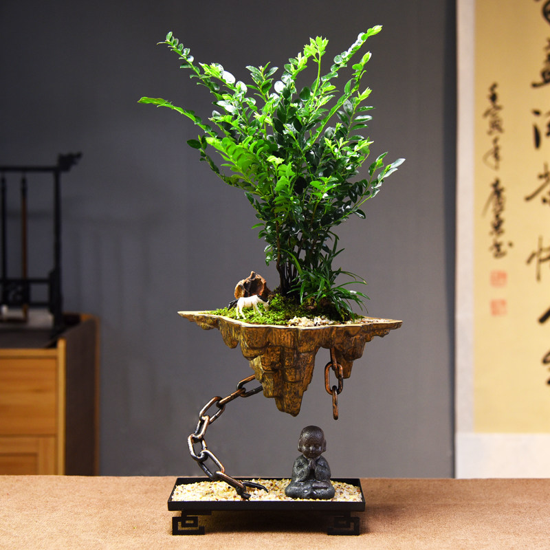 丛林黑骨茶盆栽艺术摆件桌面观赏植物盆景室内紫檀绿植微景观礼品