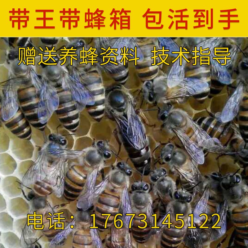 (10箱送一箱专车送货)活体中华蜜蜂笼蜂中蜂蜂群 中蜂 带箱蜂群