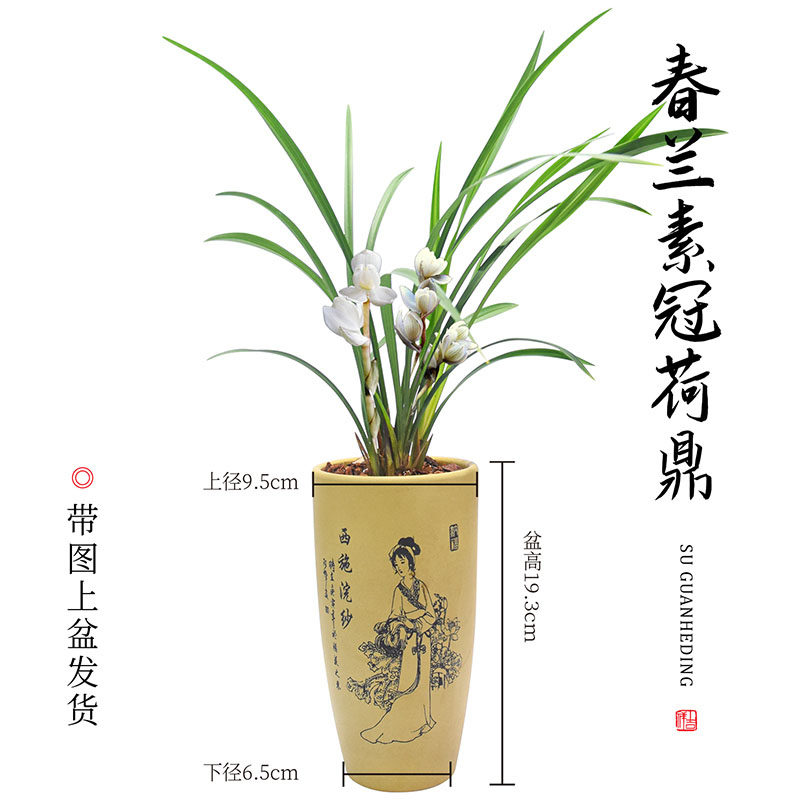 兰花盆栽植物室内春兰素冠荷鼎带花苞浓香庭院阳台客厅名贵兰花苗