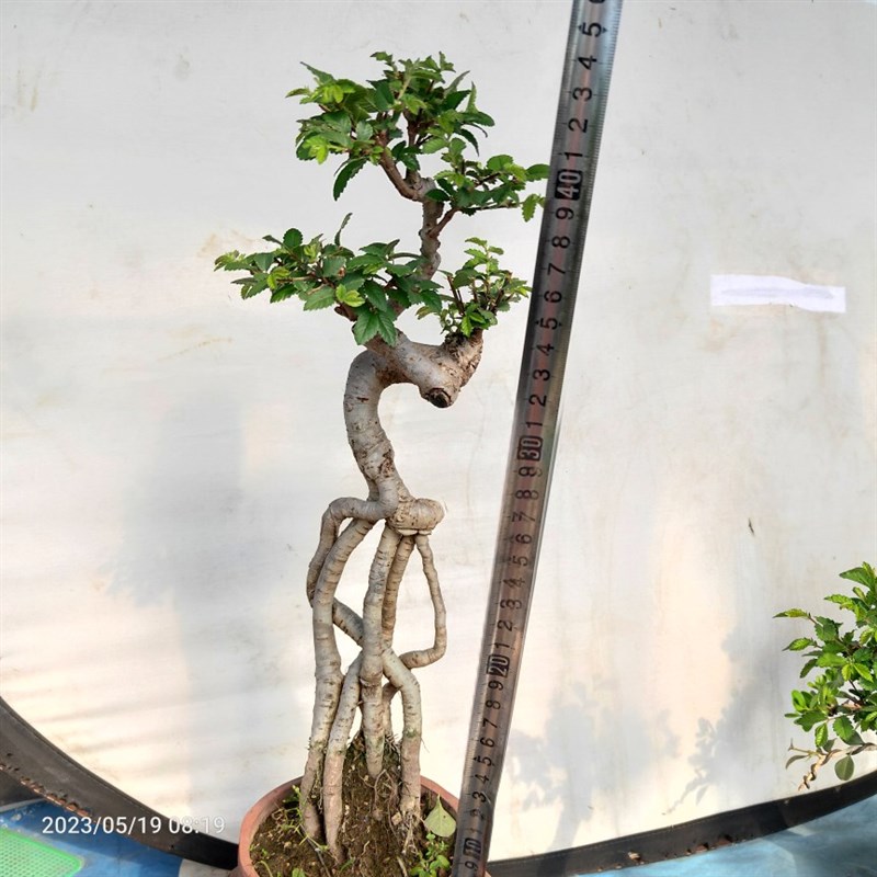 榆树盆景小叶榔榆高提根绿植盆栽榆钱树疙瘩阳台庭院茶几耐寒喜阳