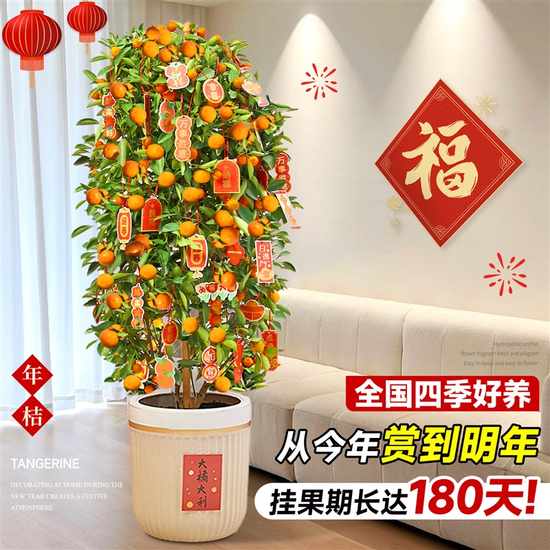 金桔树盆栽带果年桔可食用橘子树苗四季新年绿植物室内客厅年宵花