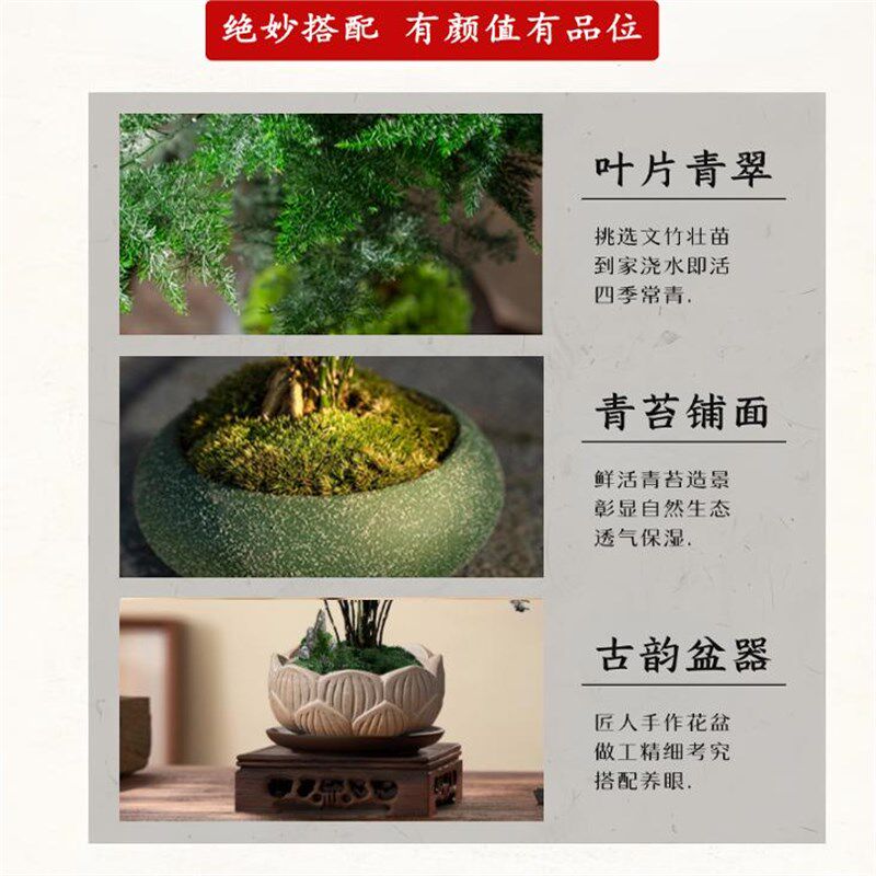 文竹盆栽室内绿植物办公室桌面小盆栽客厅四季常青花卉好养活云竹