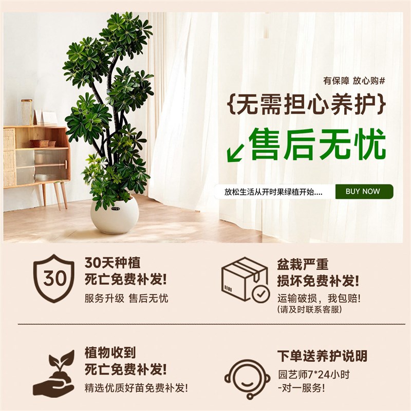 送货上门 造型鸭脚木客厅大盆栽高端鸭掌木室内乔迁大型落地绿植
