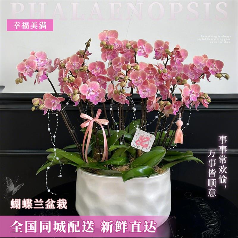 全国蝴蝶兰盆栽鲜花速递同城配送探望乔迁生日北京上海广州深圳店