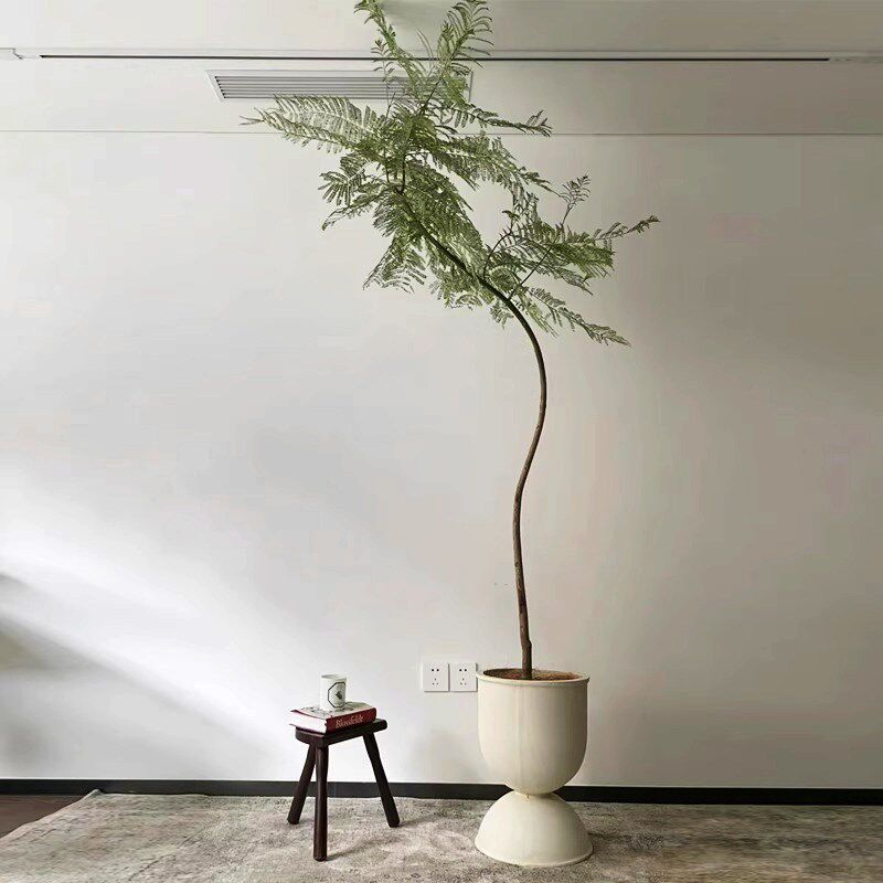 蓝花楹大盆栽客厅绿植高级感落地好养禄植绿色真花卉室内大型植物