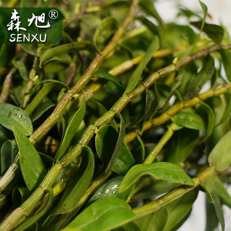 带叶新鲜铁皮石斛鲜条500g乐清雁荡山散装石斛枫斗花鲜石斛条带叶