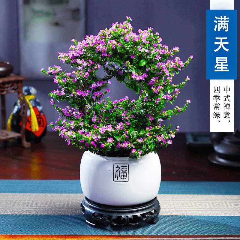 满天星盆景绿植室内开花办公室好养老桩造型禅意植物客厅新品