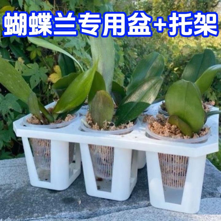 蝴蝶兰组合盆托架铁皮石斛苗兰花专用控根花盆架带孔透气定植盆图片