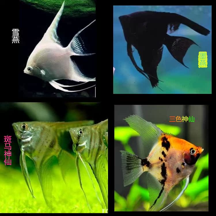 热带观赏鱼神仙鱼燕鱼 墨燕秘鲁神仙雪燕三色神仙斑马神仙鱼