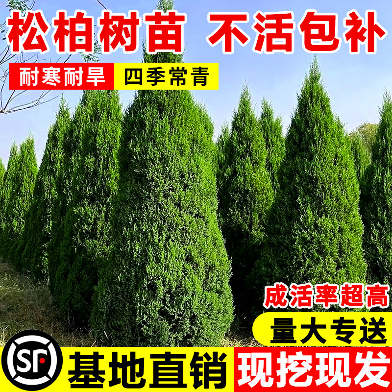 柏树树苗坟地耐寒四季常青塔柏大树苗侧柏松柏蜀桧苗陵园宝塔松树图片