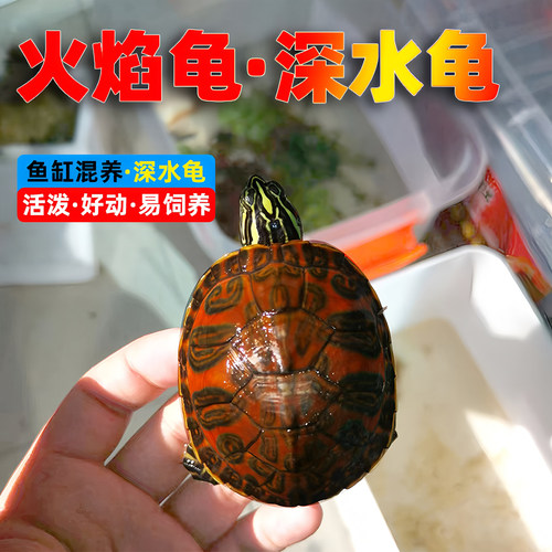 纯种火焰龟深水龟小乌龟活物