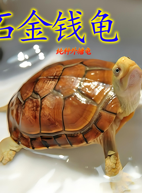 纯正石金钱龟宠物观赏龟小乌龟活物小青龟苗黄金龟苗海南三线