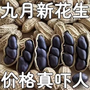 2025年正宗云南黑花生晒干黑花生黑衣花生带壳货紫皮花生产地批发