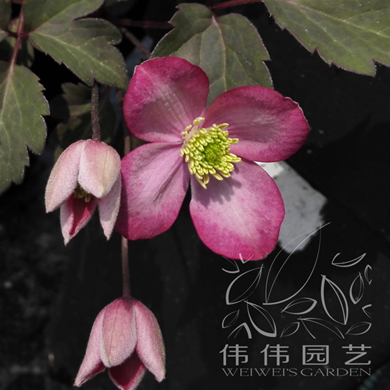 速發(fā)偉偉園藝蒙大拿鐵線蓮五月麗 芙蕾達魯賓斯 攀援庭院花園拱門