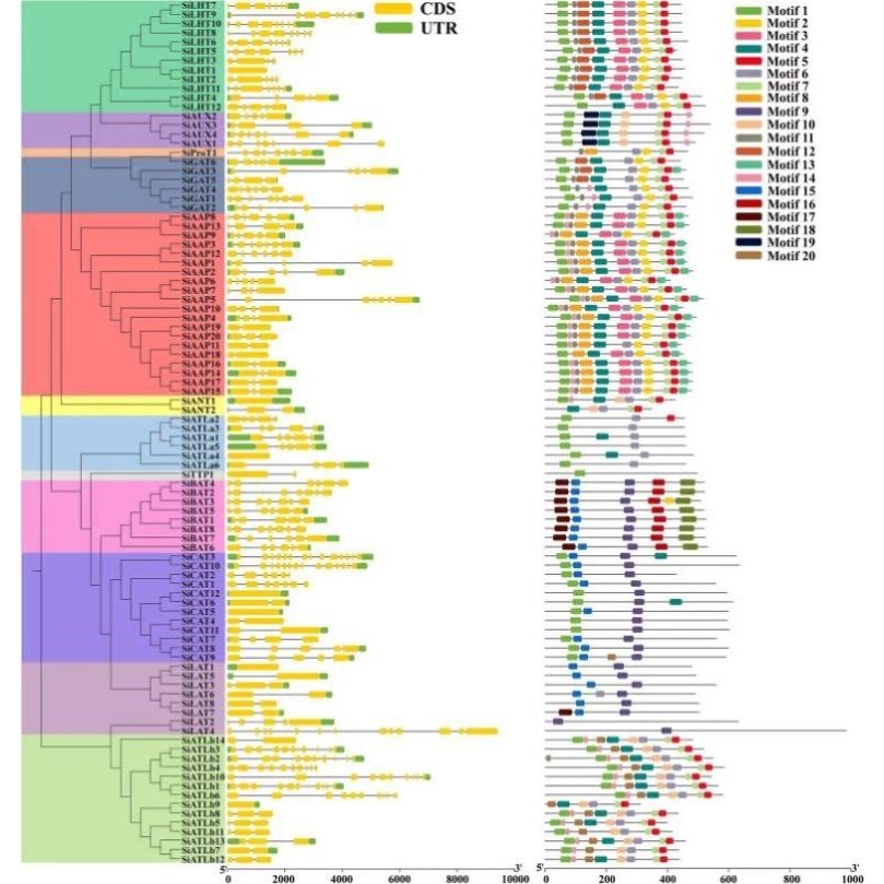 生信分析SCI基因家族转录组系统进化树基因鉴定