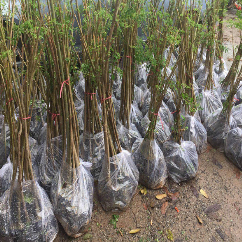 神奇辣木苗印度辣木苗盆栽辣木树苗正宗印度辣木树辣木籽苗珍稀苗