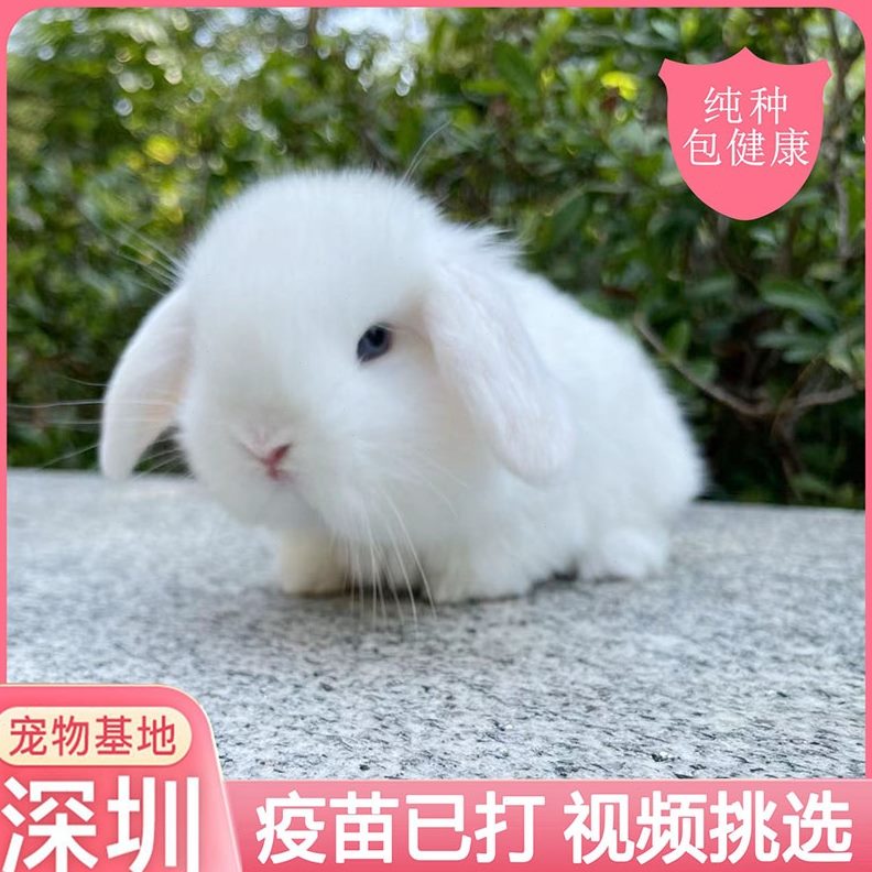 兔子活物纯种垂耳兔宠物兔侏儒兔小型迷你兔长不大宠物宿舍宠物兔