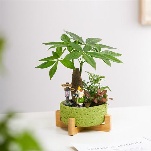 发财树盆栽招财绿植花卉办公室室内桌面好养盆景旺宅创意礼物摆件