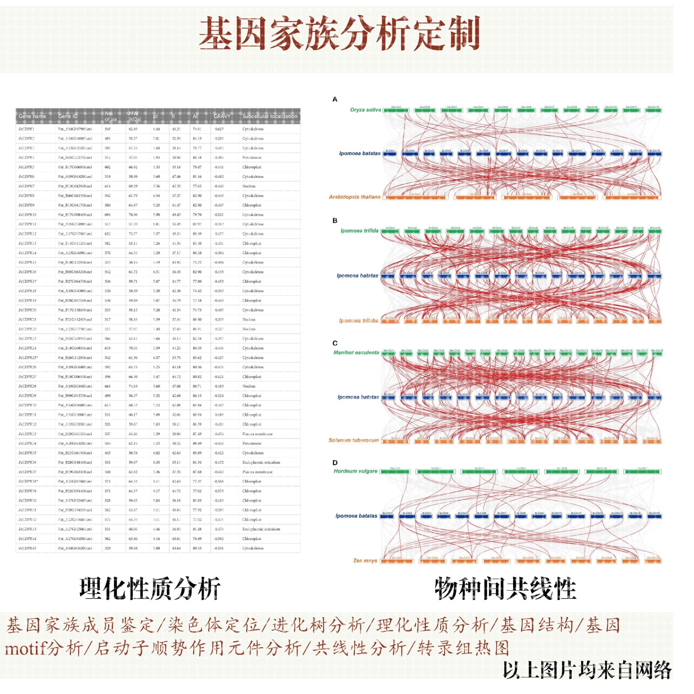 基因家族分析代做，包括基因家族成员鉴定染色体定位进化树共线性
