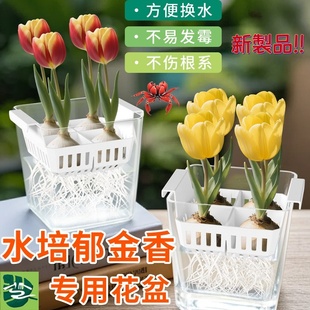水培郁金香花盆含定植篮水养种球玻璃器皿方便换水透明郁金香花瓶