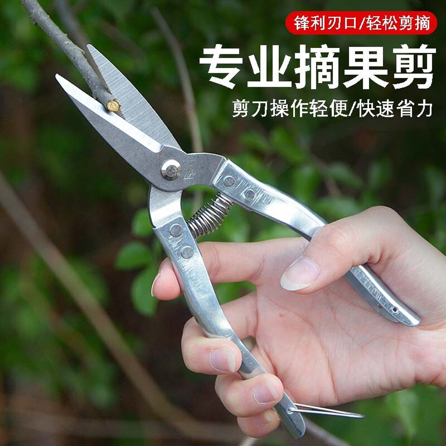 剪枝钳不锈钢果剪新摘果剪采柑桔剪 蔬果剪 中号果剪刀圆头果子剪