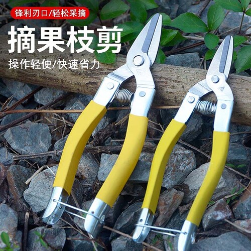 修枝蔬果剪园艺剪刀长柄中黄小黄稀果剪园林剪不锈钢摘果剪橘子剪