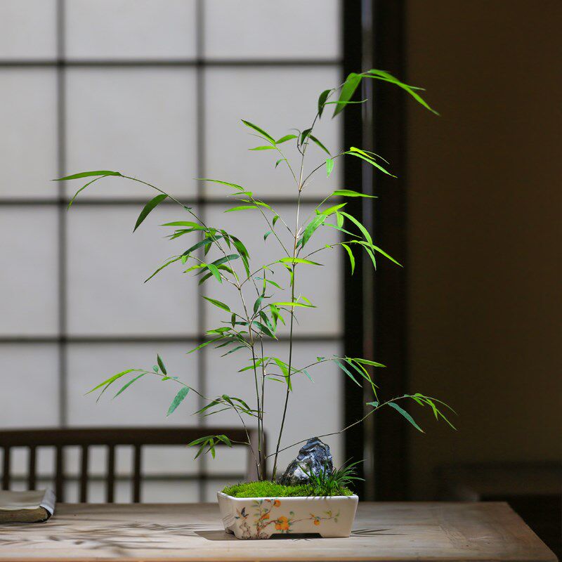 内门竹名贵竹苗竹子盆栽庭院室内茶室观叶四季常青精美竹子盆景竹