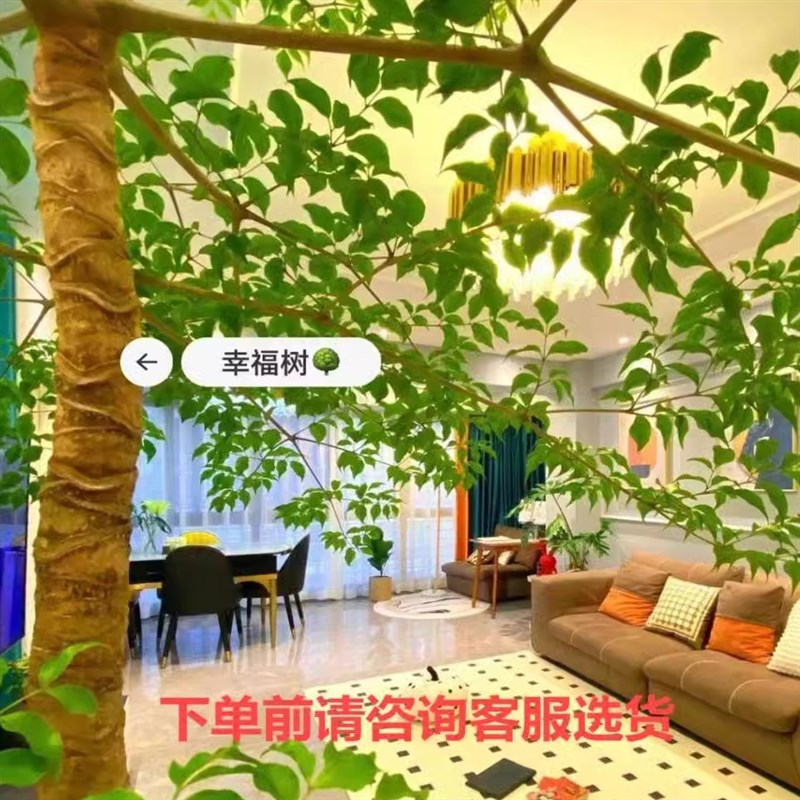 正品老桩幸福树大型盆景网红室内绿植客厅办公室盆栽富贵树幌伞枫